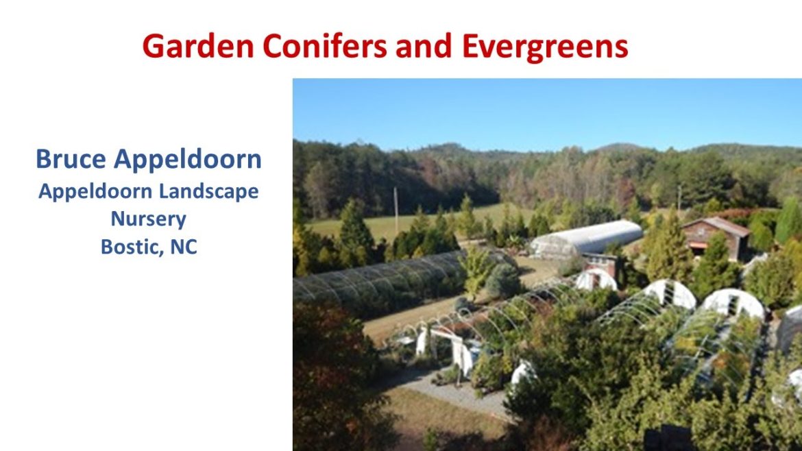 Garden Conifers and Evergreens Garden Conifers and Evergreens