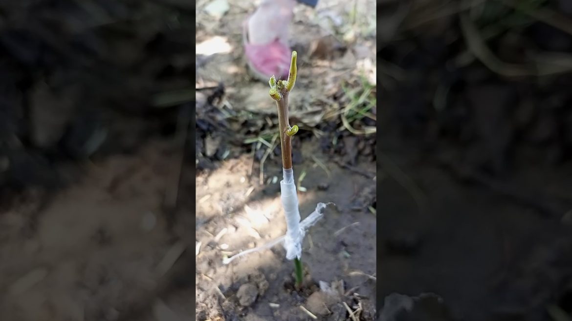 ‼️grafting mango #shorts #youtubeshorts #short #gardening