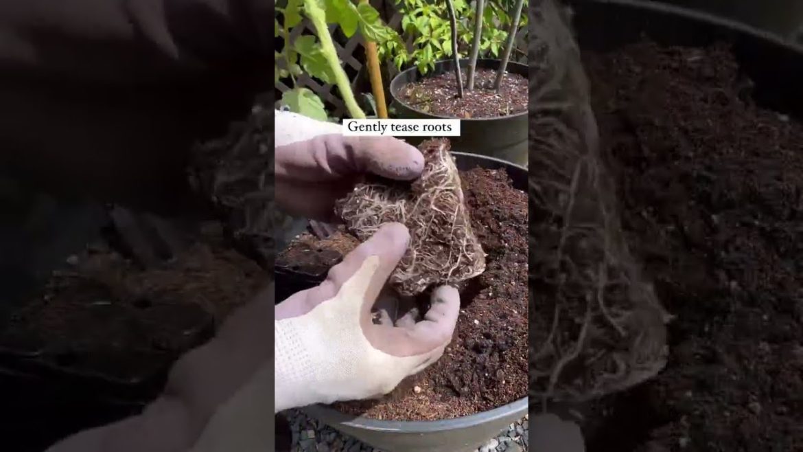 👀Transform Your Garden: Grow Giant Tomato Trees🪴🍅 #shorts #shortsvideo #gardening #gardeningtips