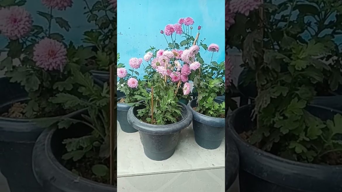 #photography #flower #trending #viral #trend #ytshorts #shortvideo #shorts  #youtubeshorts#garden