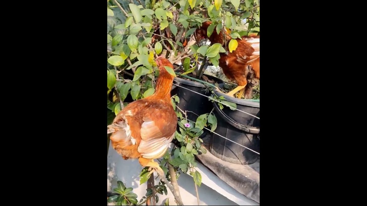 How to Gardener: Tips for A Successful Garden