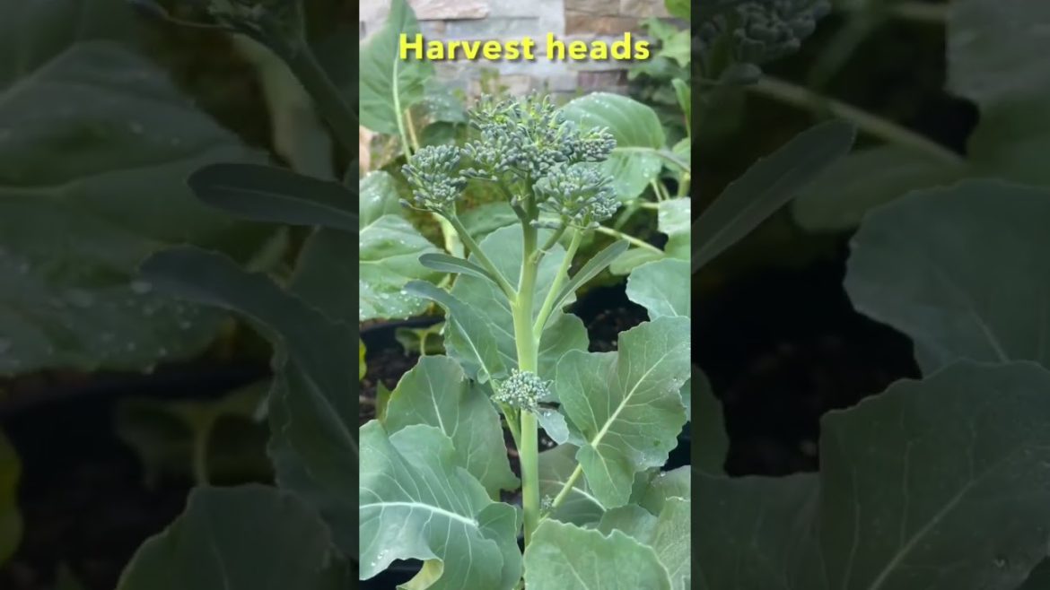 Harvesting Broccolini | Container Vegetable Gardening