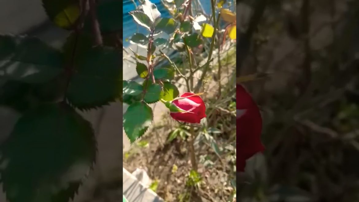 rose day ๐๐๐๐#shorts rose day ๐๐๐๐#shorts