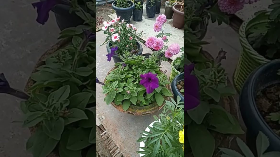 #photography #flowers #trending #viral #trend #ytshorts #shortvideo #shorts  #youtubeshorts