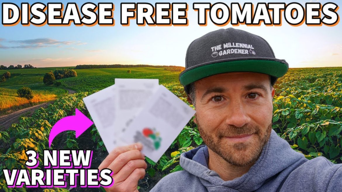 3 NEW Disease Resistant Tomatoes I'm Growing In 2023 3 NEW Disease Resistant Tomatoes I'm Growing In 2023