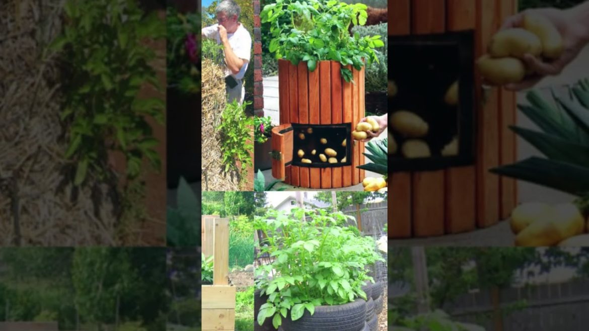 Farming idea for home 🏠🌽