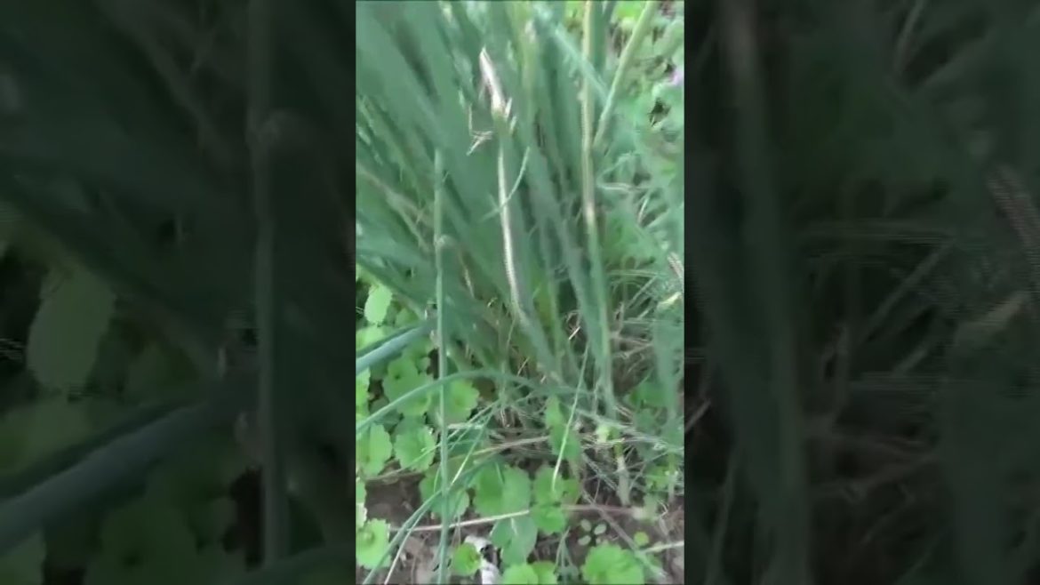 Wild Onions and Garlic: Wild Edibles That Boost The immune System! #shorts Wild Onions and Garlic: Wild Edibles That Boost The immune System! #shorts