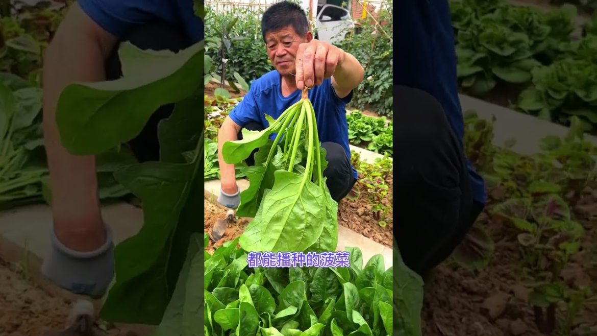 happened with garden at home