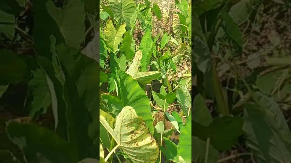 Organic vegetable #viral #youtubeshorts #viral boys Organic vegetable #viral #youtubeshorts #viral boys