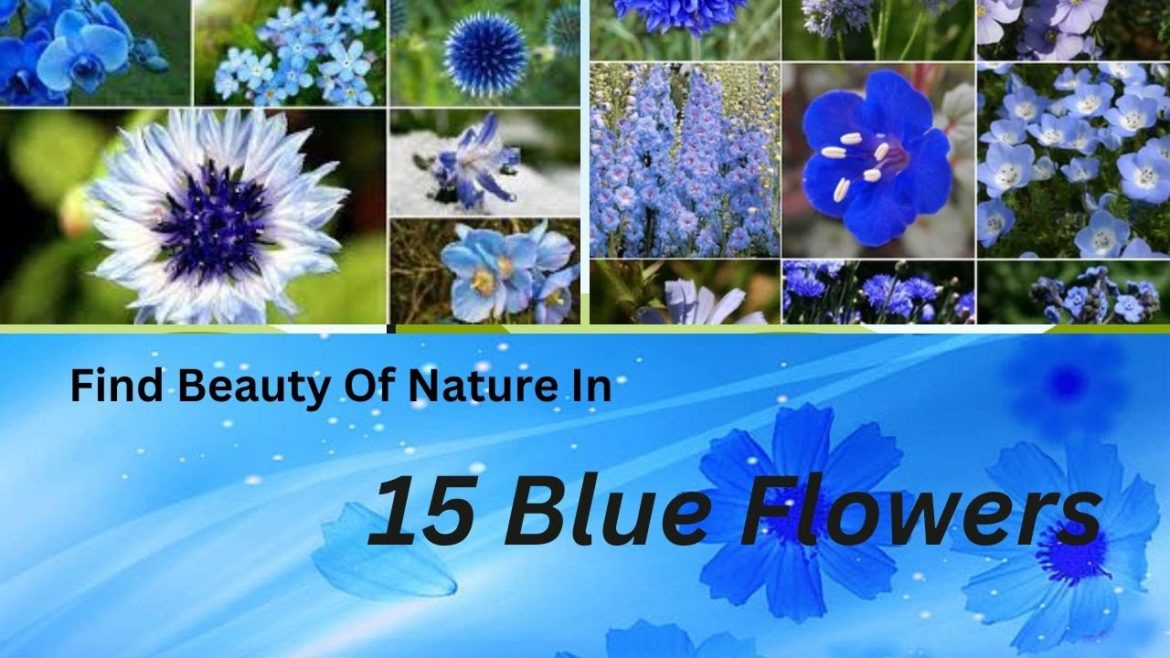 15 Blue Flower Plant Varieties | Pretty Blue Flowers |Blue Flowers| Land Of Ideas 15 Blue Flower Plant Varieties | Pretty Blue Flowers |Blue Flowers| Land Of Ideas