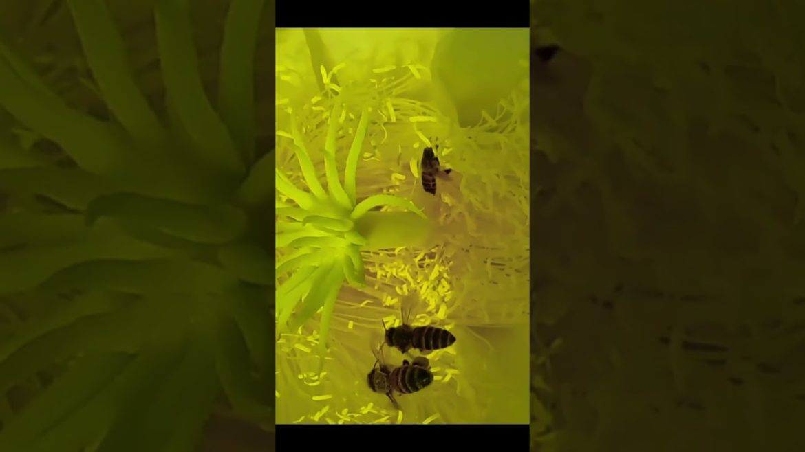 Dragon Fruit Blooming Flowers to Fruit Dragon Fruit Blooming Flowers to Fruit