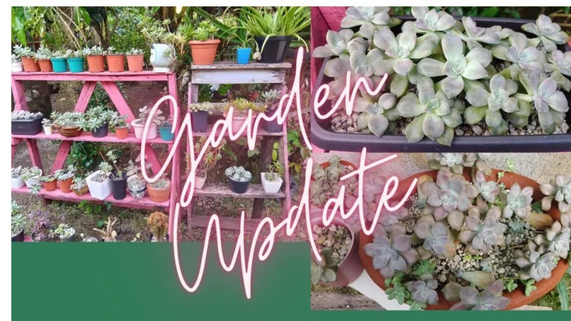 SUCCULENT GARDEN TOUR UPDATE