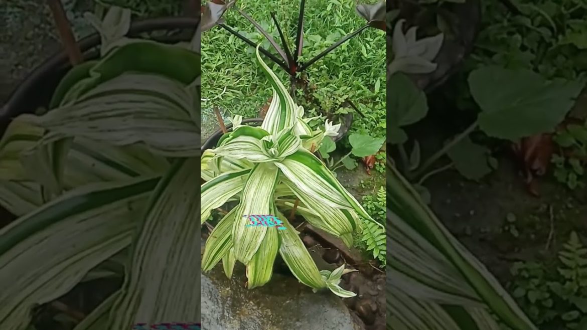 #photography #flowers #trending #viral #gardening  #ytshorts #shortvideo #shorts  #youtubeshorts