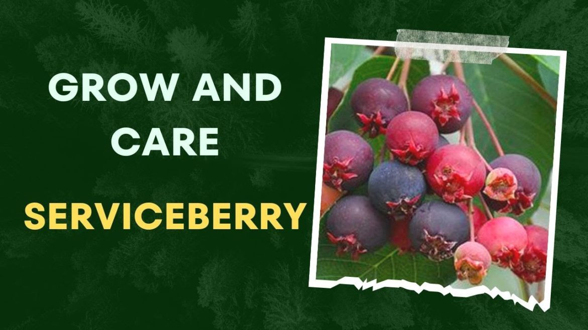 How to Grow and Care for Serviceberry