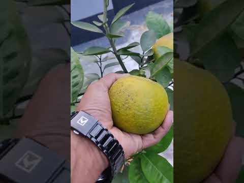 How to Gardener: Tips for A Successful Garden How to Gardener: Tips for A Successful Garden