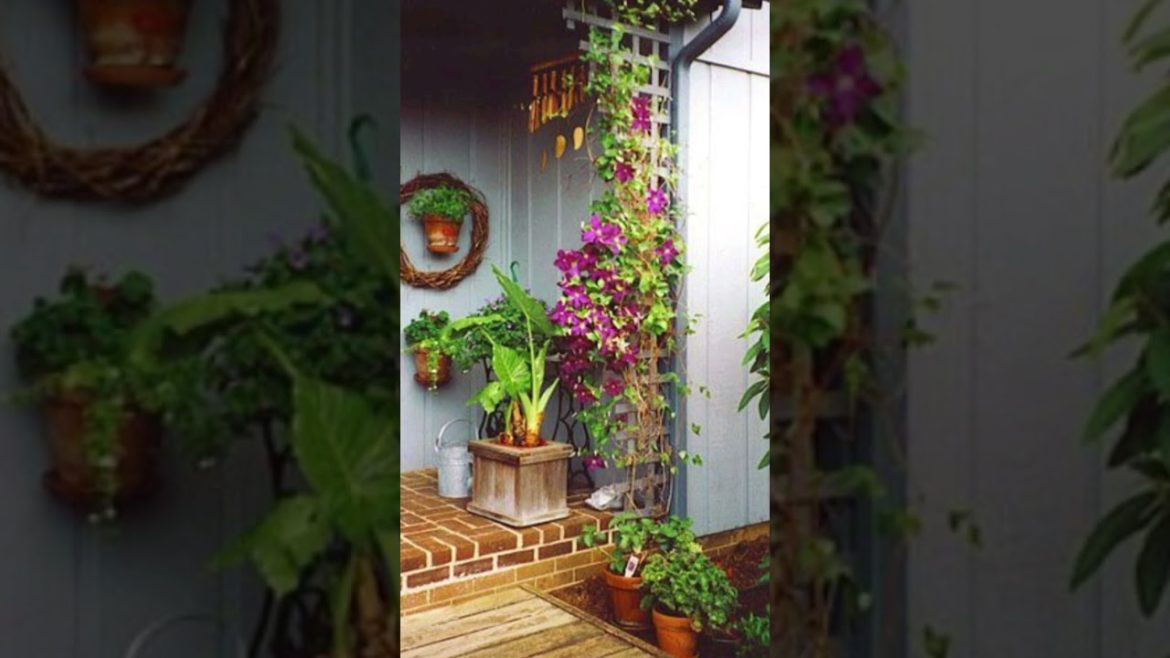 Backyard Ideas#viral #shorts #backyard