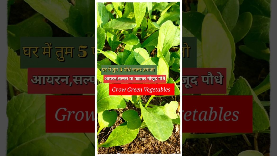 #shorts#gardening tips & home gardening#garden ideas care & grow vegetables at kitchen garden #shorts#gardening tips & home gardening#garden ideas care & grow vegetables at kitchen garden