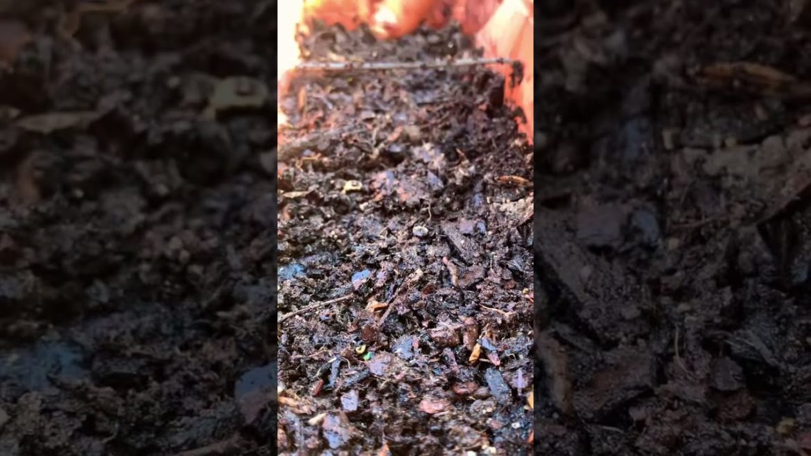 The Ultimate Guide to Soil Preparation for a Thriving Garden #shorts #urbangardening