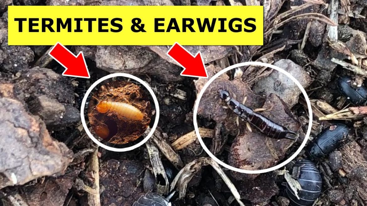 Real Truth About Using Wood Chips in Garden that Nobody Tells You Real Truth About Using Wood Chips in Garden that Nobody Tells You