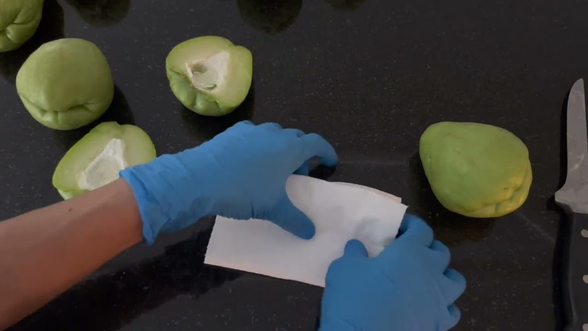 Growing Chayote  / Life and Garden by Juvy