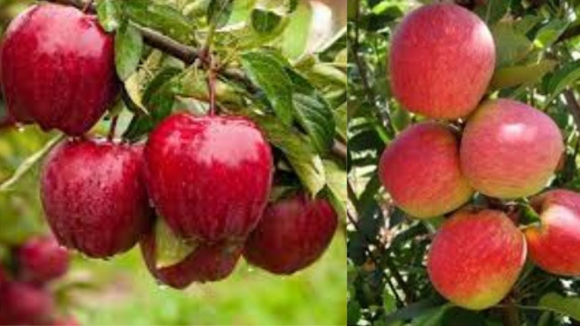 🍎🍎Discover the innovative way to grow apples and be amazed by the results