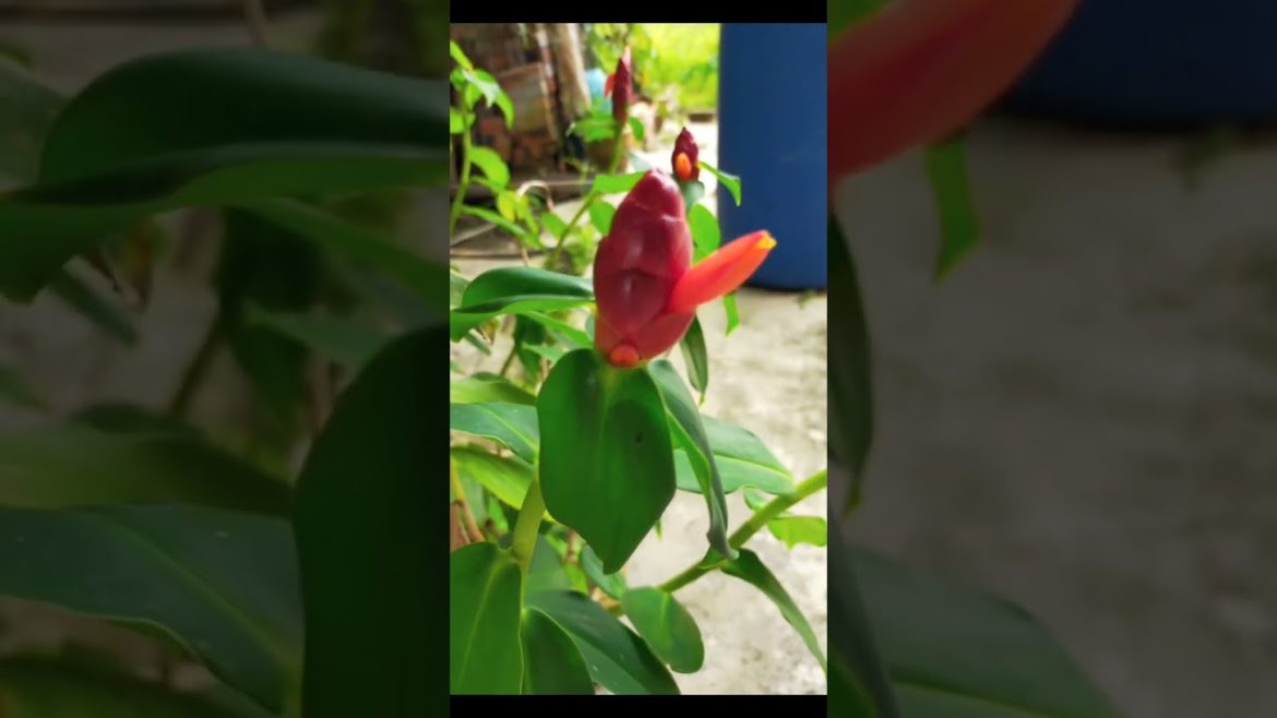 #photography #trending #youtubeshorts #youtube #shortvideo #subscribe #ytshorts #viral #viralvideo