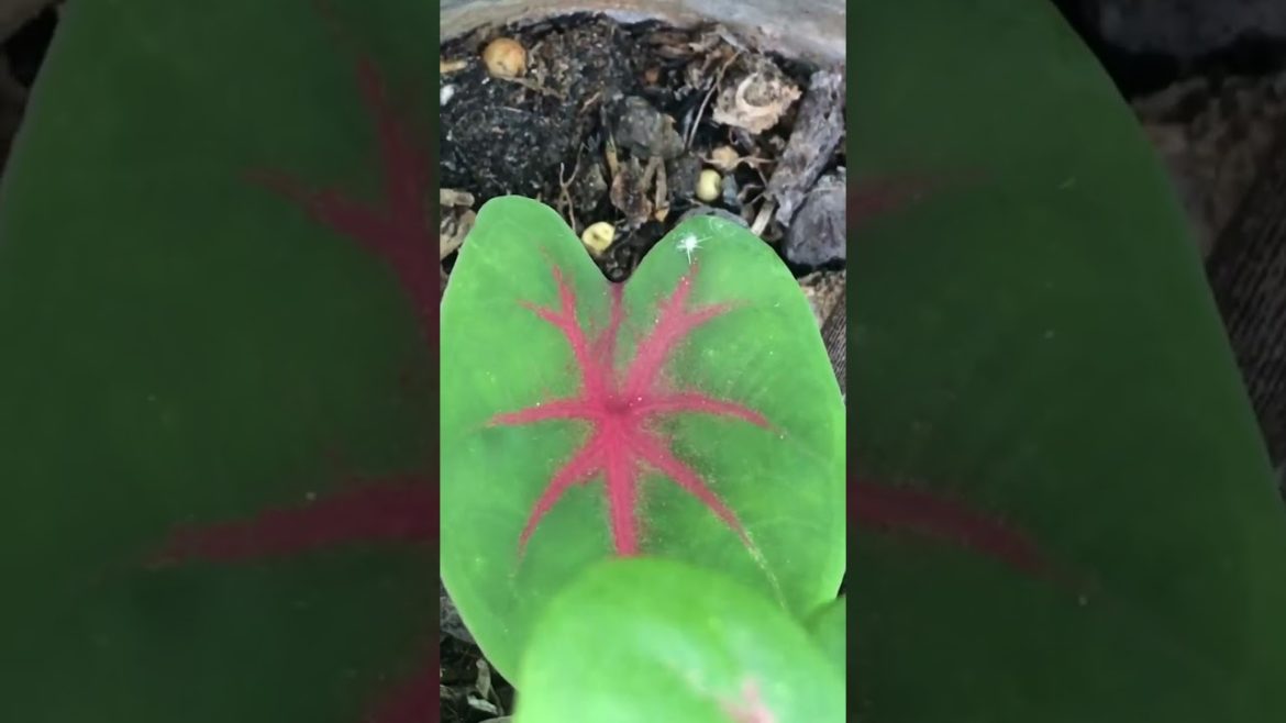 How to Gardener: Tips for A Successful Garden