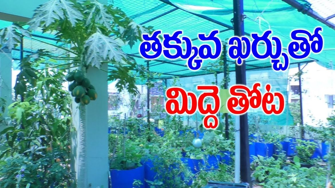 Terrace Gardening || Container Gardening Ideas || SumanTV Tree