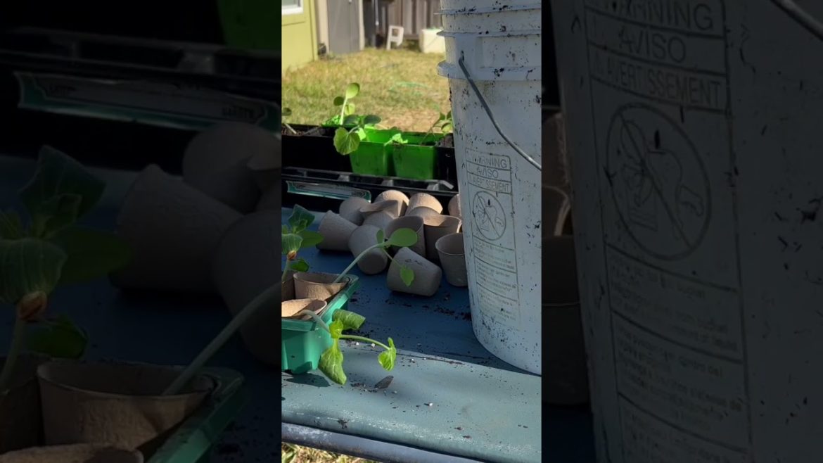 Moving my Seedlings to a bigger home! #vegetablegrowing #vegetablegardening
