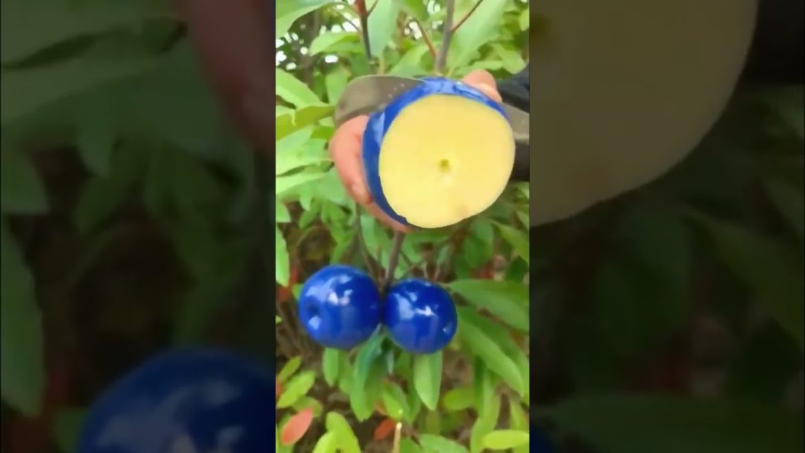 #shorts Apple Cutting Satisfying | Gardening Tips #gardening #viral #fruit #asmr #G1 #shorts Apple Cutting Satisfying | Gardening Tips #gardening #viral #fruit #asmr #G1