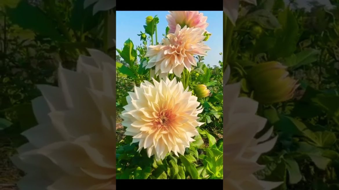 Dahlia Flowers Dahlia Flowers