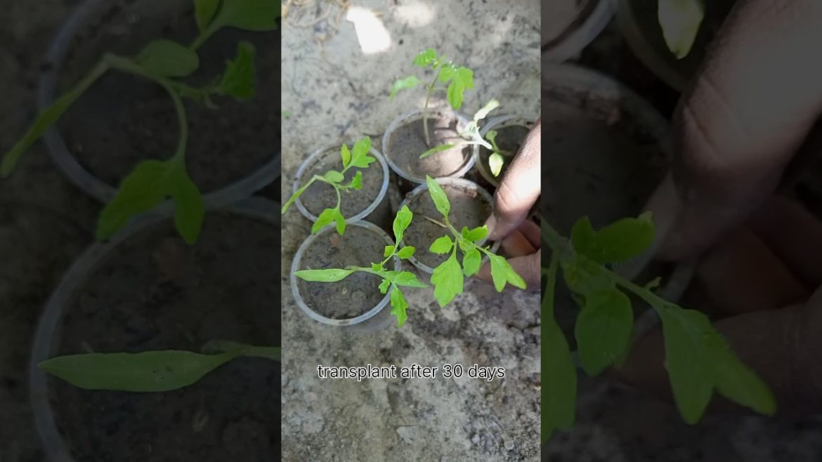 growing tomatoes #shorts #short #youtubeshorts #gardening growing tomatoes #shorts #short #youtubeshorts #gardening