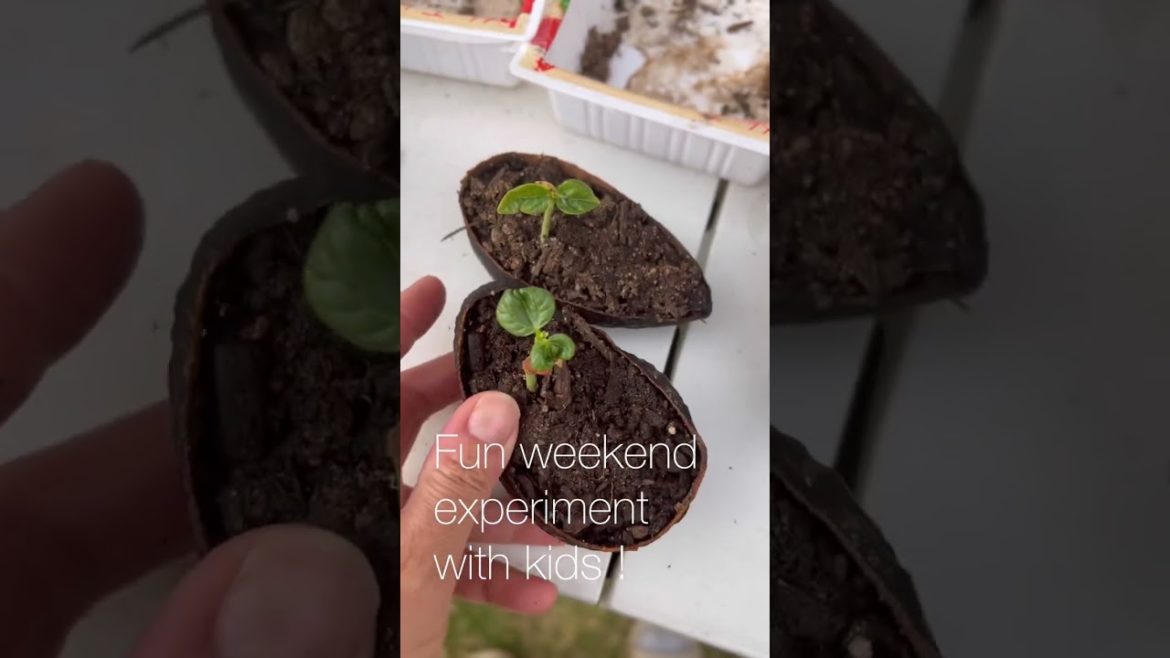 Avocado 🥑container 2weeks update ! Avocado 🥑container 2weeks update !