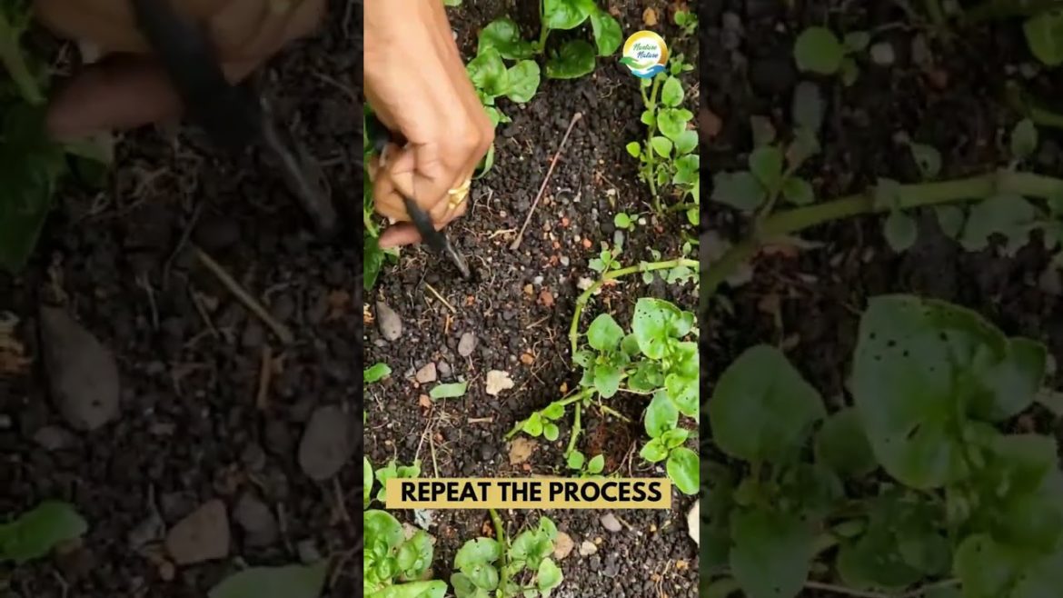 Brazilian Spinach : Grow in 3 Easy Steps Brazilian Spinach : Grow in 3 Easy Steps