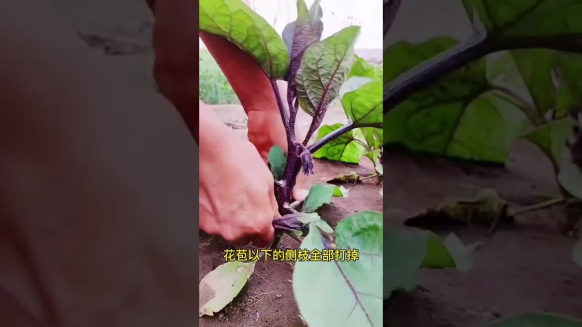 happened with garden at home happened with garden at home