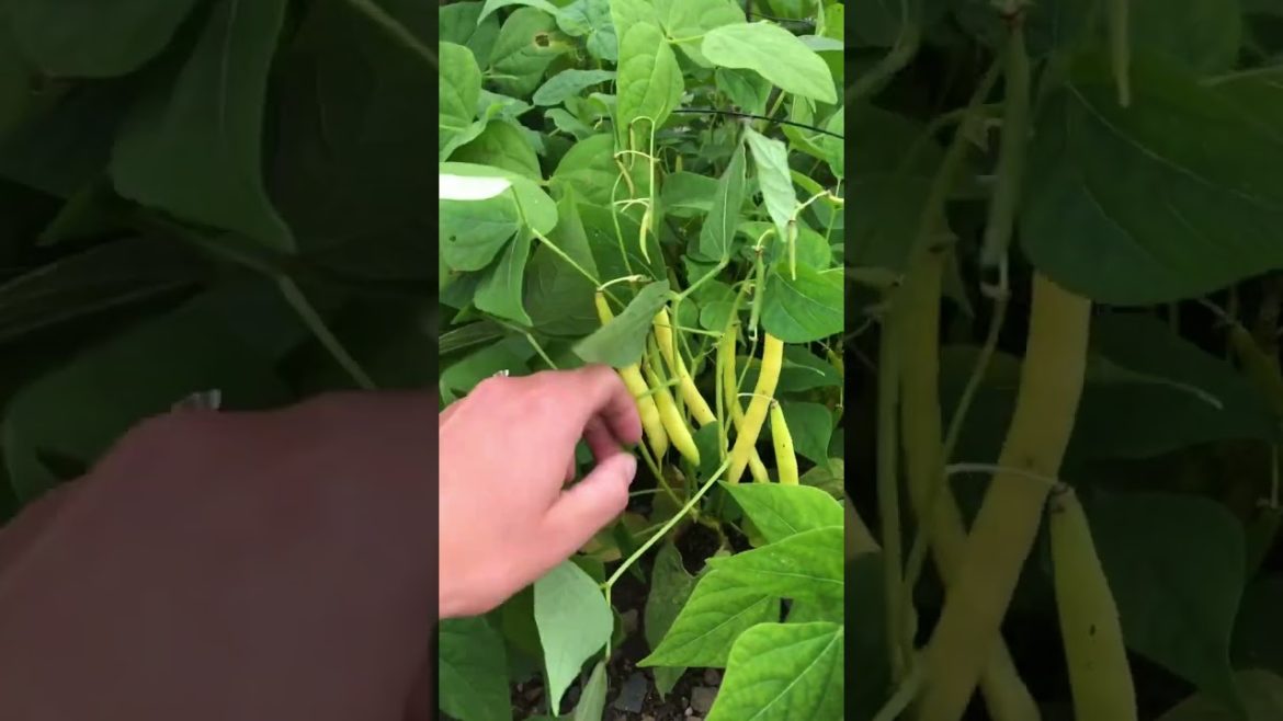 How to Gardener: Tips for A Successful Garden How to Gardener: Tips for A Successful Garden