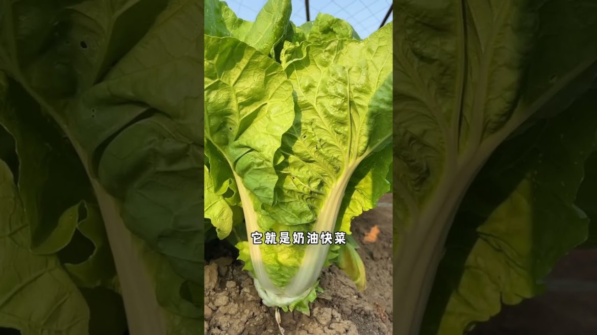 happened with garden at home happened with garden at home