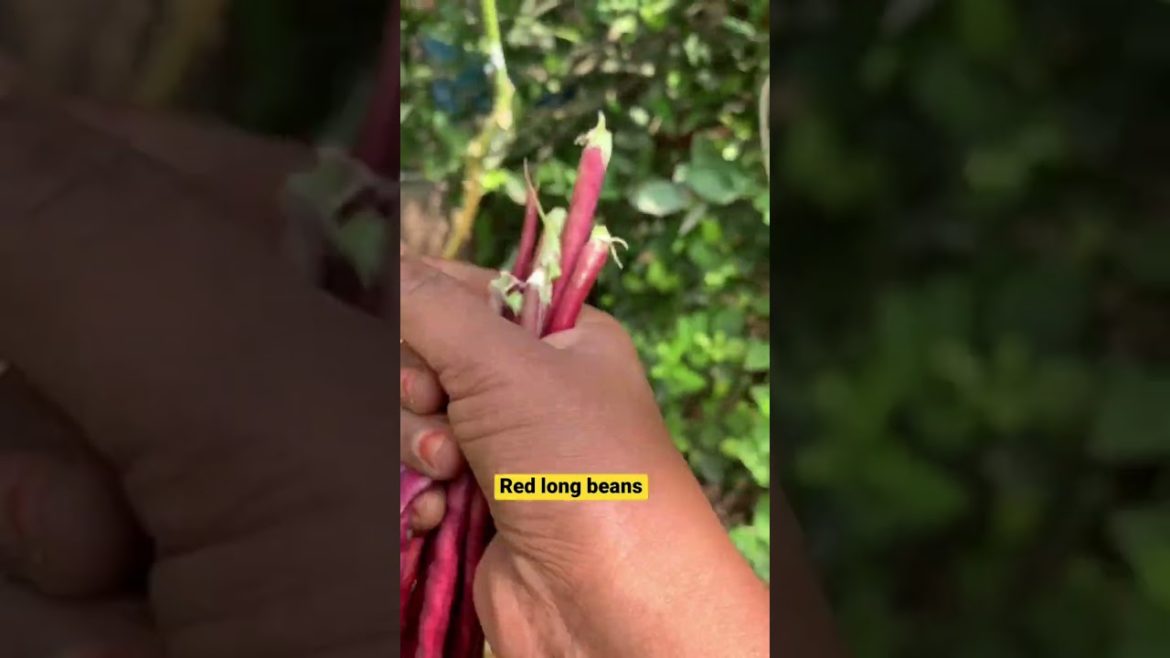 Red long bean.Natural folic acid rich vegetable.Folate rich beans.#pregnancyfood#redlongbean#shorts