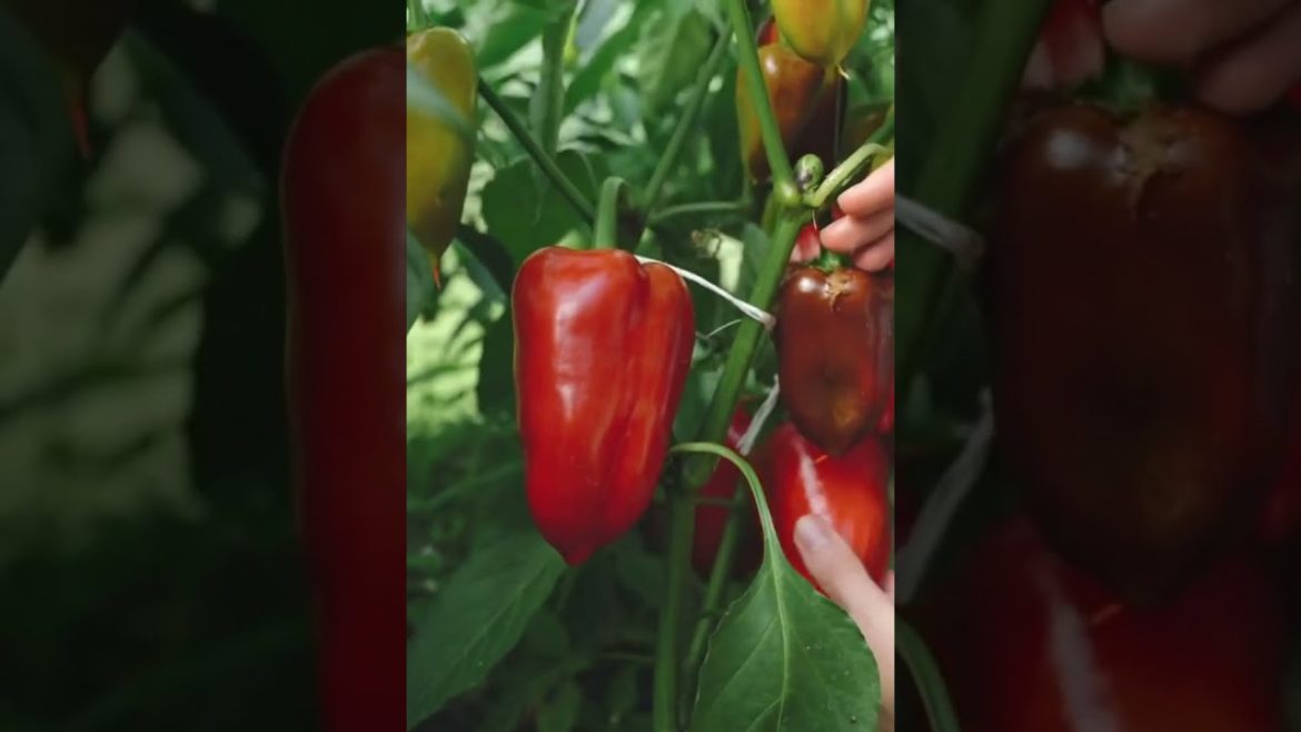 How to Gardener: Tips for A Successful Garden How to Gardener: Tips for A Successful Garden