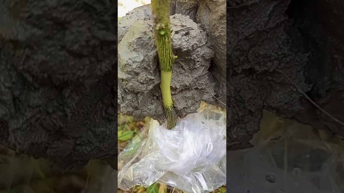 Lemon Air layering #shorts #youtubeshorts #short #gardening Lemon Air layering #shorts #youtubeshorts #short #gardening