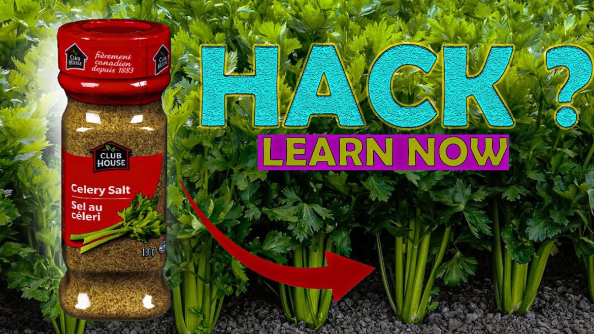 No Need For A Garden, Growing Celery at Home Was Surprisingly Easy