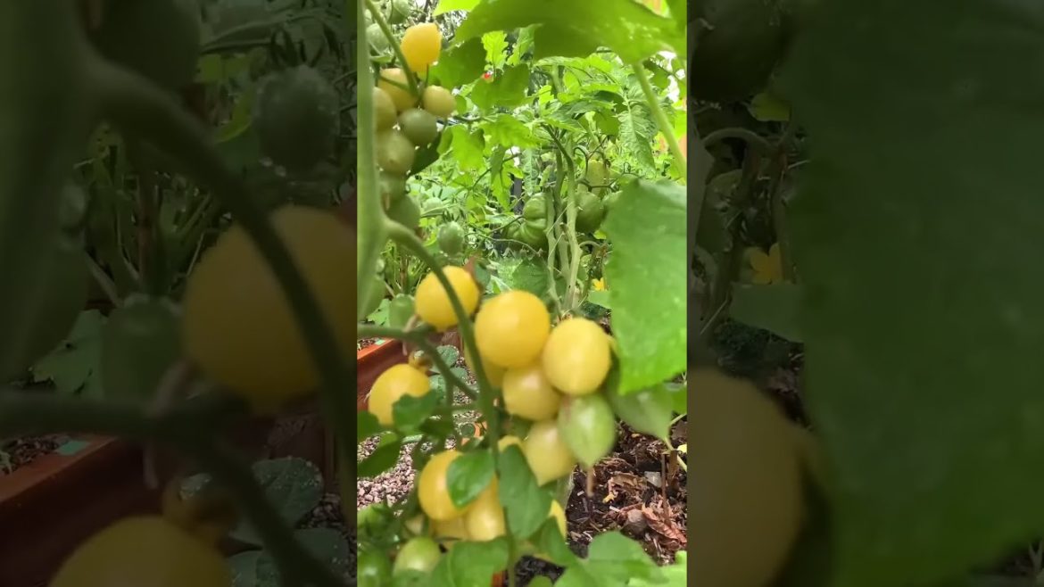 BackYard Garden #shorts #youtubeshorts #backyardgarden BackYard Garden #shorts #youtubeshorts #backyardgarden