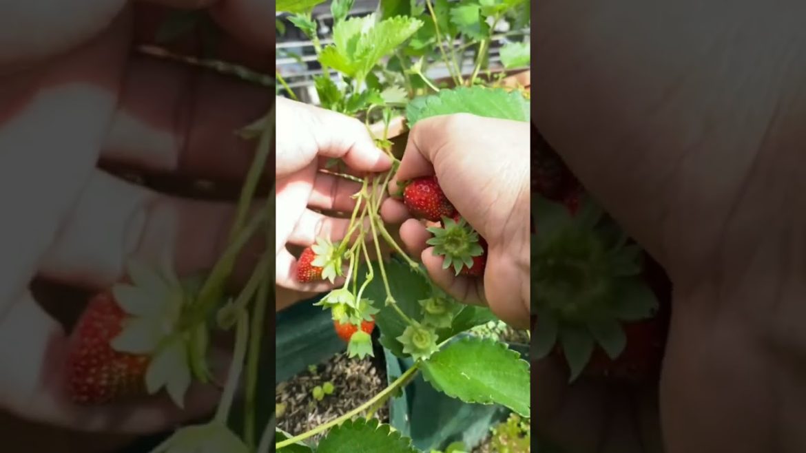 Extraordinary mini garden, picking variety of vegetables and fruit #pickfruit Extraordinary mini garden, picking variety of vegetables and fruit #pickfruit