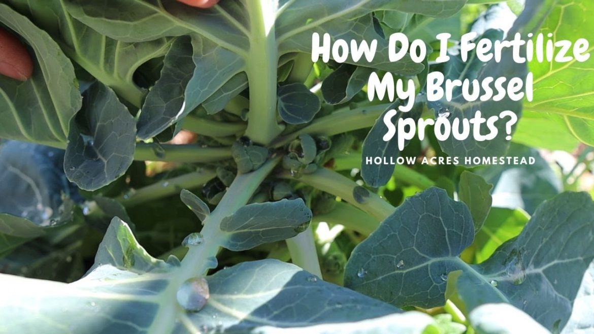 How I'm fertilizing My Brussel Sprouts | Moving The Greenhouse | Garden Cleanup