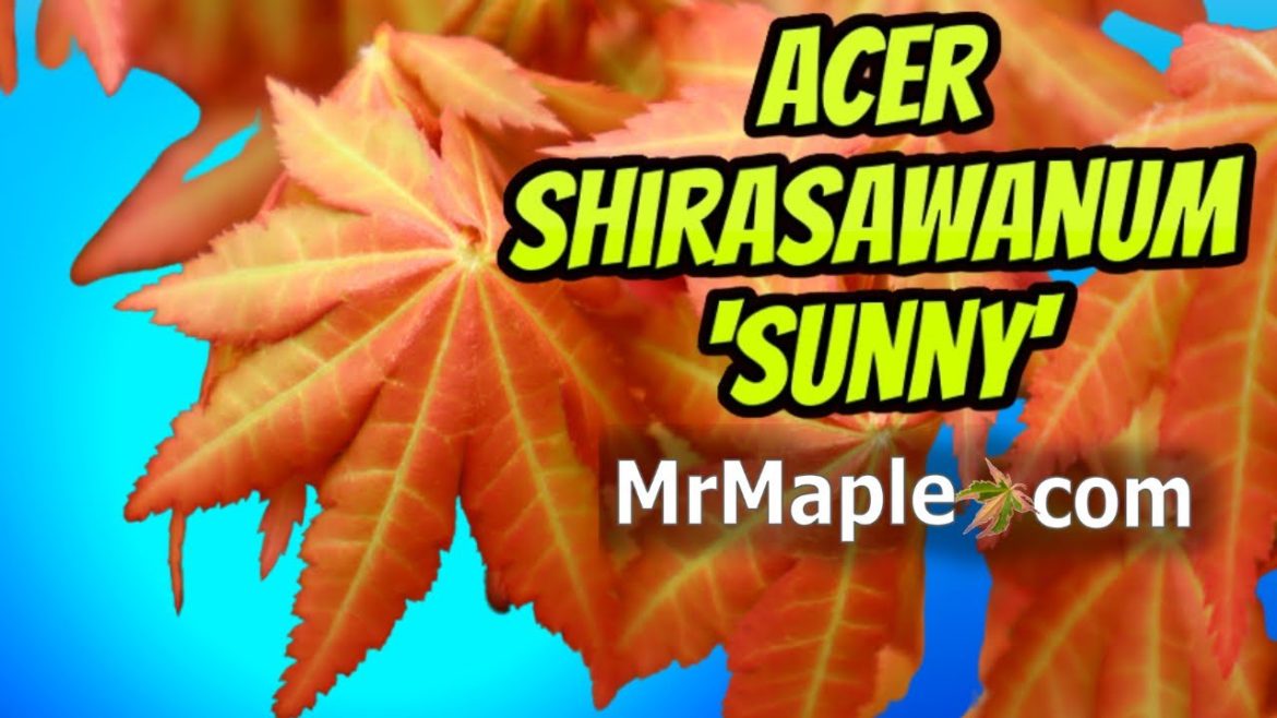 Acer shirasawanum 'Sunny' | Full Moon Japanese Maple | MrMaple Clips
