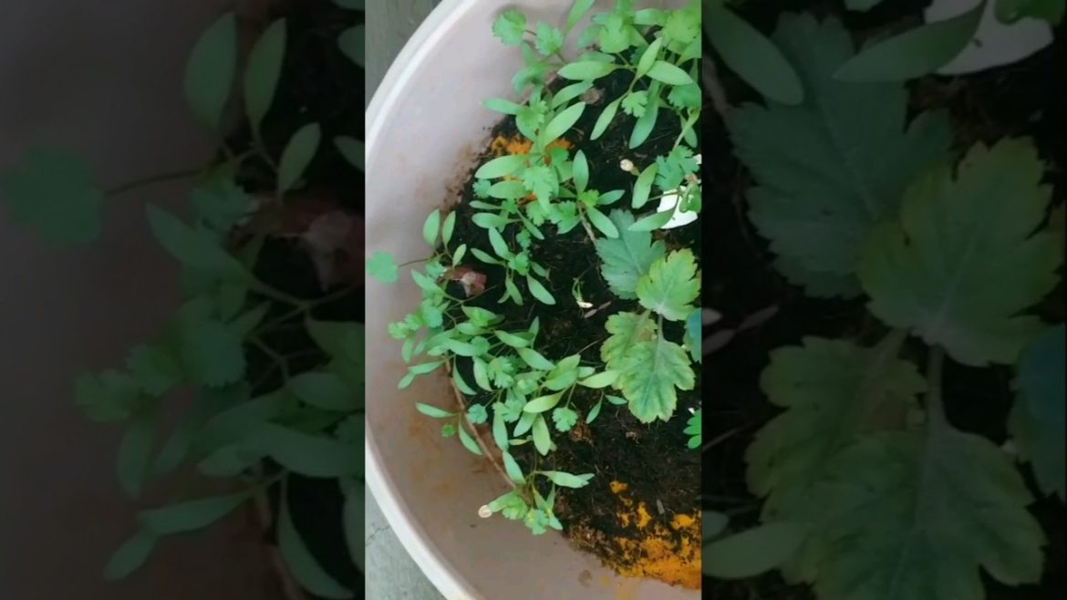 Healthy Leafy Vegetables in my Terrace Garden #vegetables #gardening #coriander #gongura #menthikura