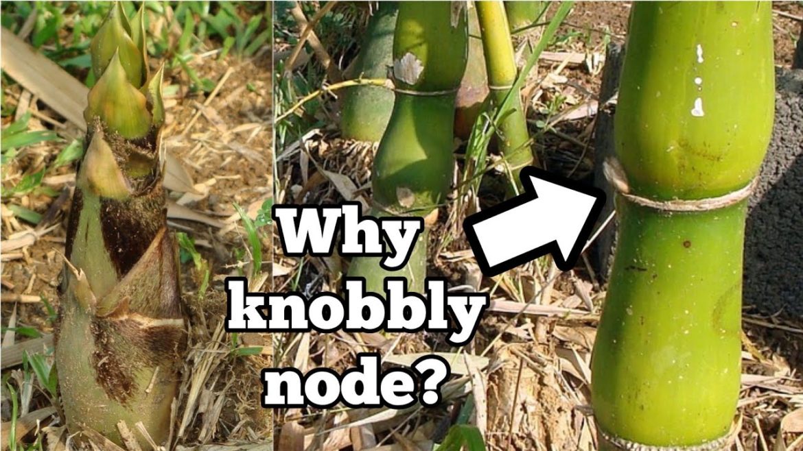 Buddha Belly Bamboo  (Bambusa Ventricosa)