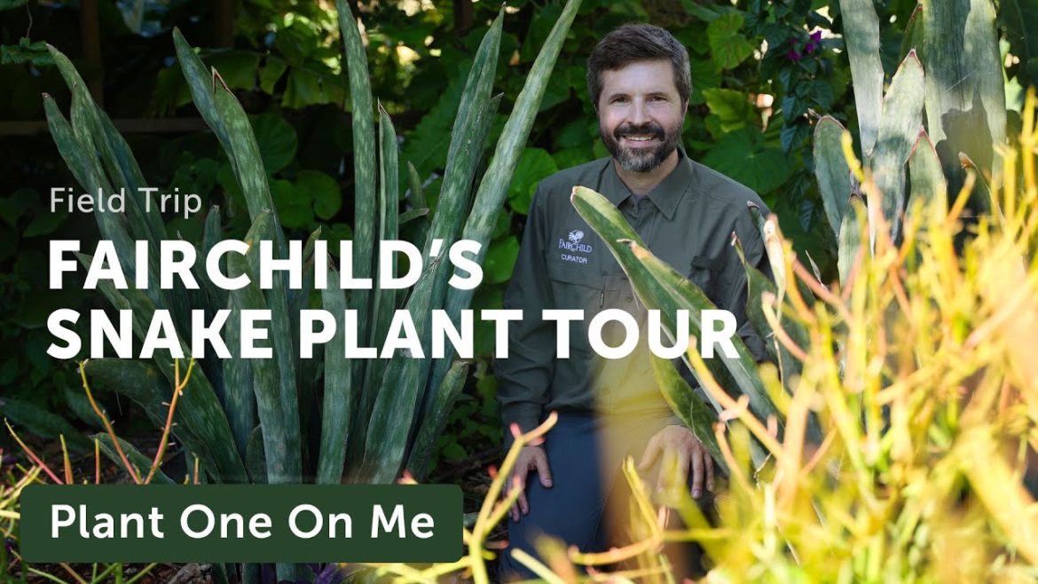 SNAKE PLANT TOUR at Fairchild Tropical Botanic Garden — Ep. 303