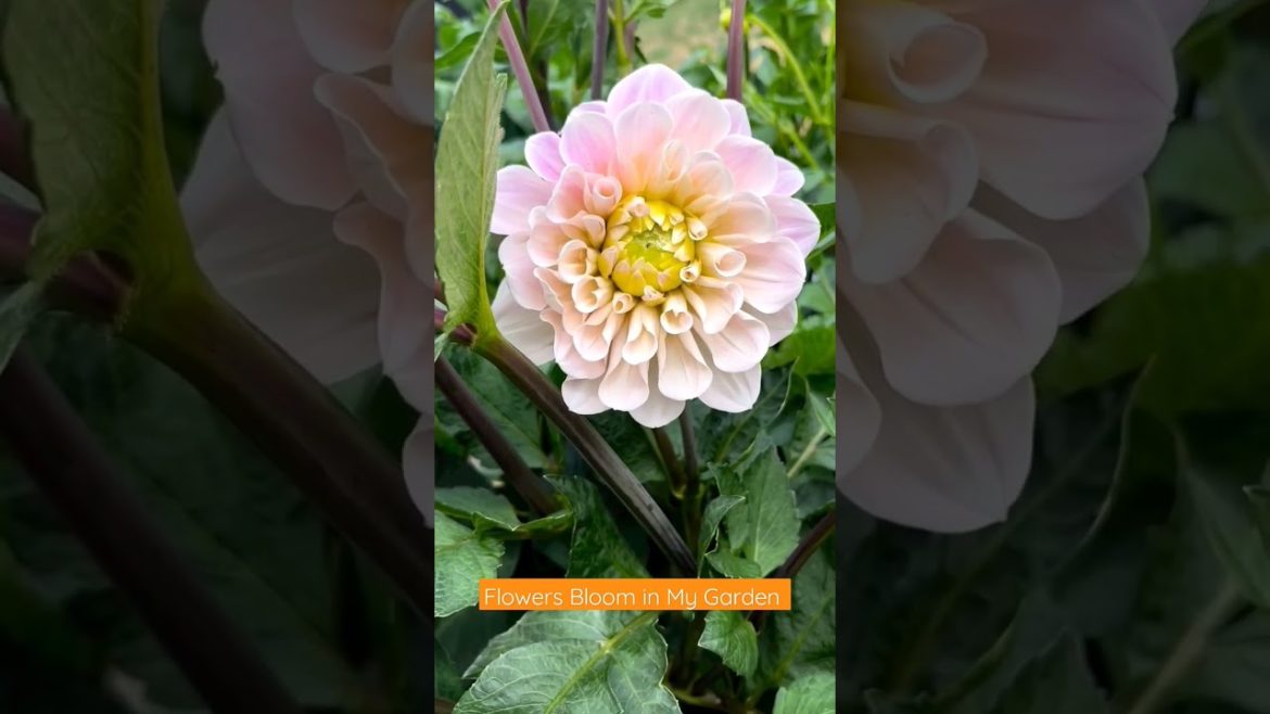 What Flower is this do you know #short #garden #garden #flower #ytshort #ytshorts #flower #shorts What Flower is this do you know #short #garden #garden #flower #ytshort #ytshorts #flower #shorts