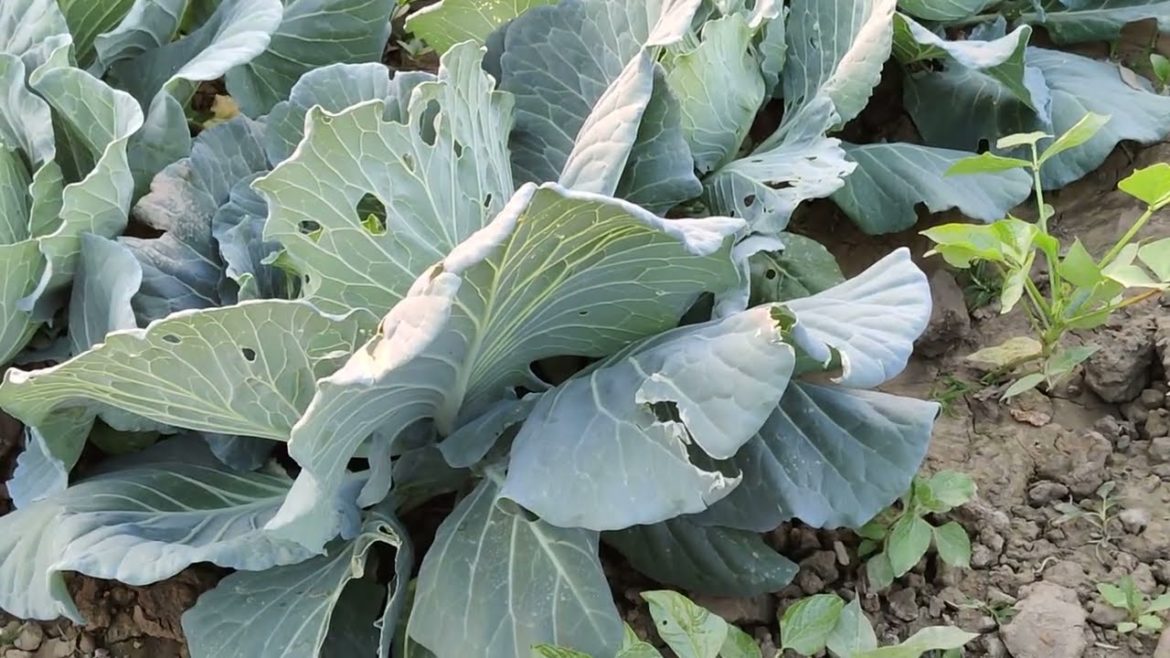 Our village vegetable Garden vlog | Gardening vlog video | Vlog video Bandarban | Rasel360